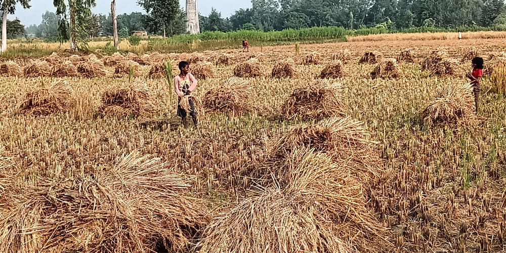 मधेशमा धान उत्पादन वृद्धि