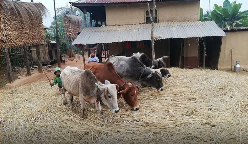 पोखरामा दाइँ महोत्सव : पर्यटक र युवा पुस्तालाई परम्परागत कृषि प्रणाली चिनाउने उद्देश्य