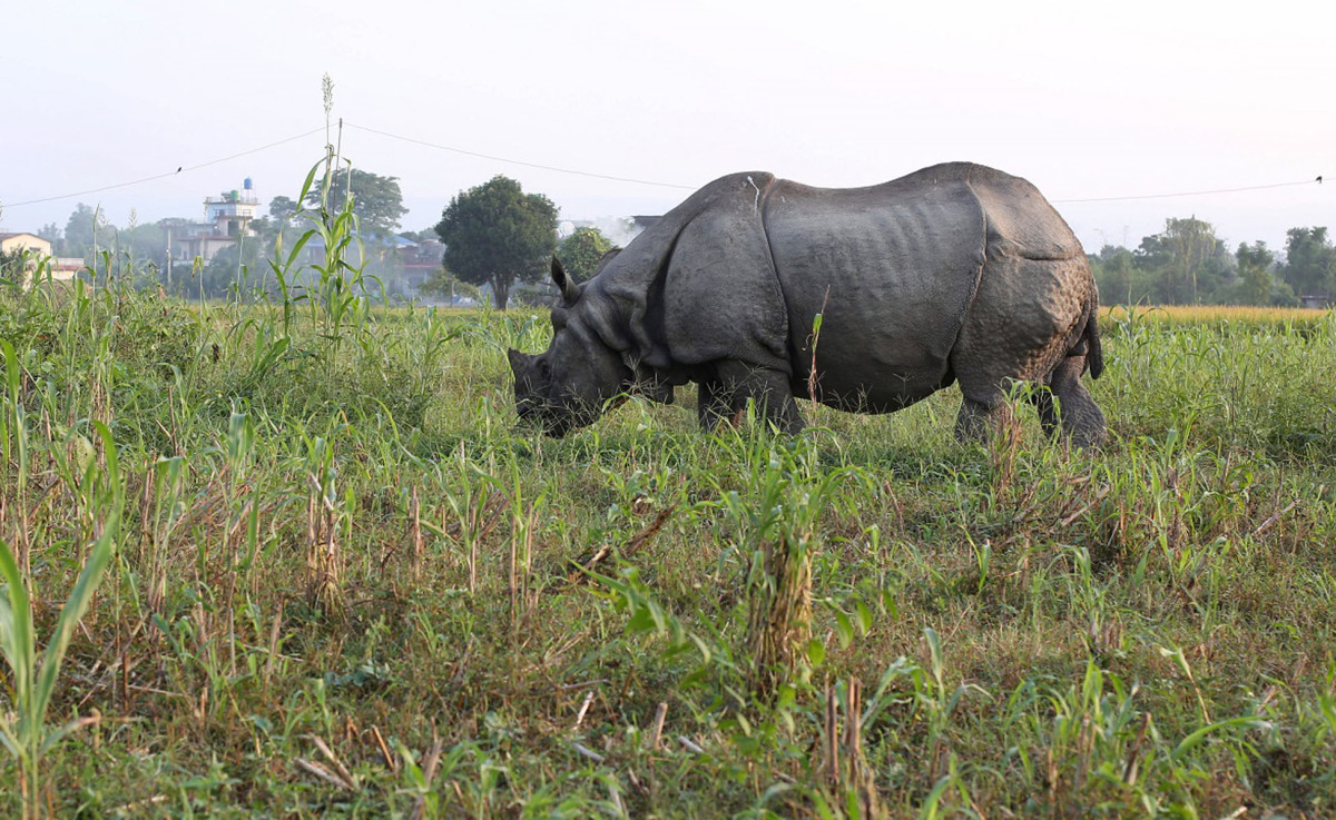 गैँडाको आक्रमणबाट मृत्यु
