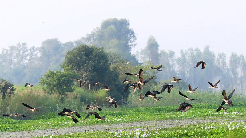 बाँकेमा २० प्रजातिका चरा भेटियो, बासस्थान भने सङ्कटमा