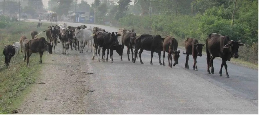 चौपाया छाडा छाड्नेलाई सात हजार जरिवाना