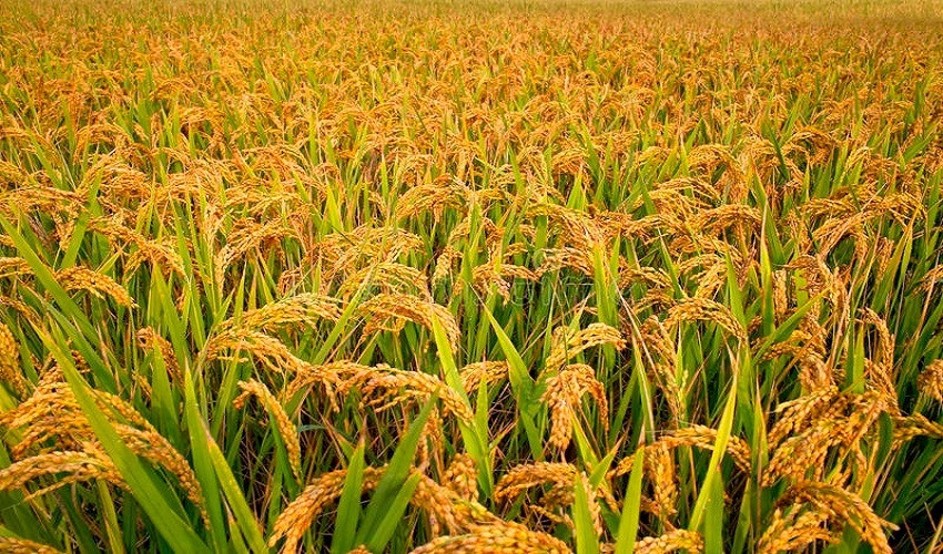 सुदूरपश्चिममा कृषि भूमि घटे पनि उत्पादन भने बढ्यो