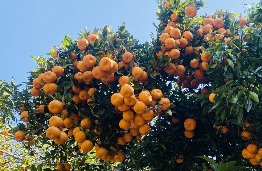 गण्डकीमा यस वर्ष ४ अर्ब १७ करोड रुपैयाँकाे सुन्तला उत्पादन, सबैभन्दा धेरै स्याङ्जामा