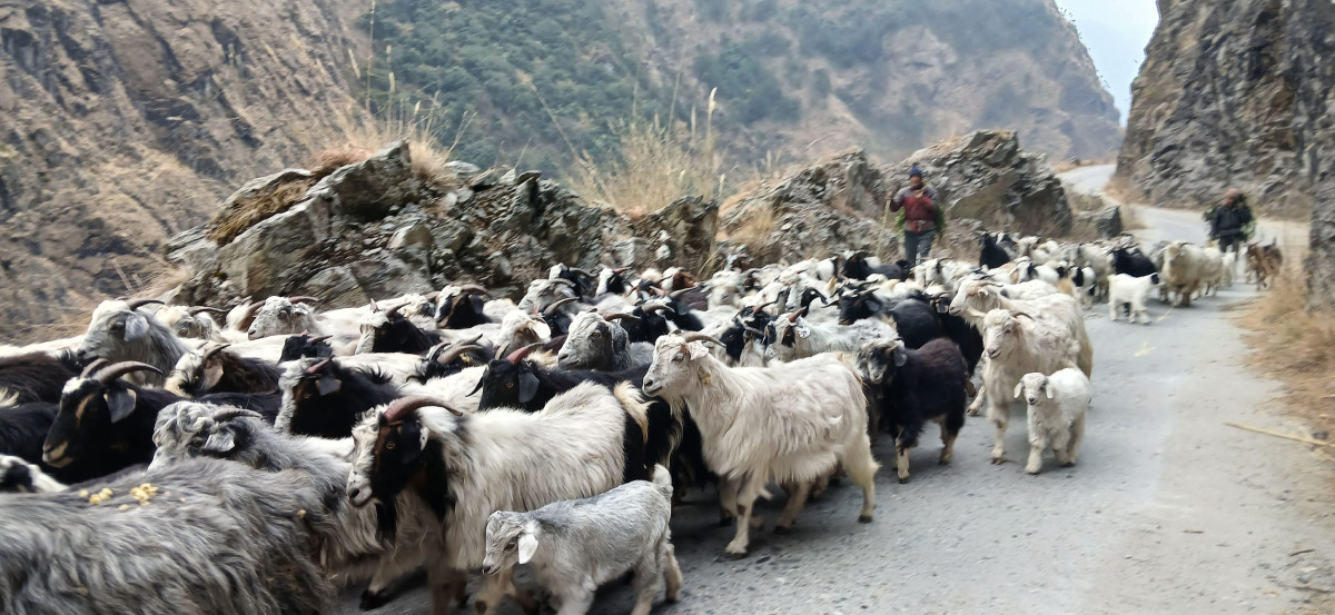 भेडाच्याङ्ग्रा गर्मी लाग्न थालेपछि लेकतिर लैजाँदै