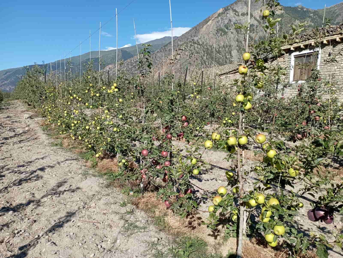 मुस्ताङमा स्याउखेती विस्तार