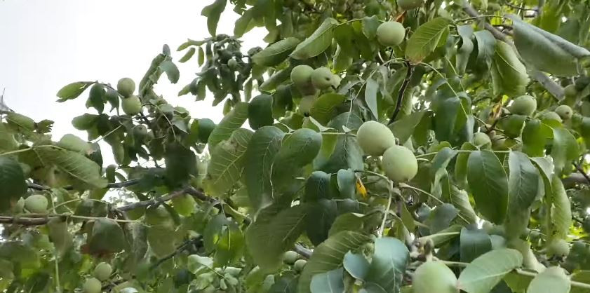 गोरखामा ५ सय रोपनी बाँझो जमिनमा व्यावसायिक ओखरखेती शुरू