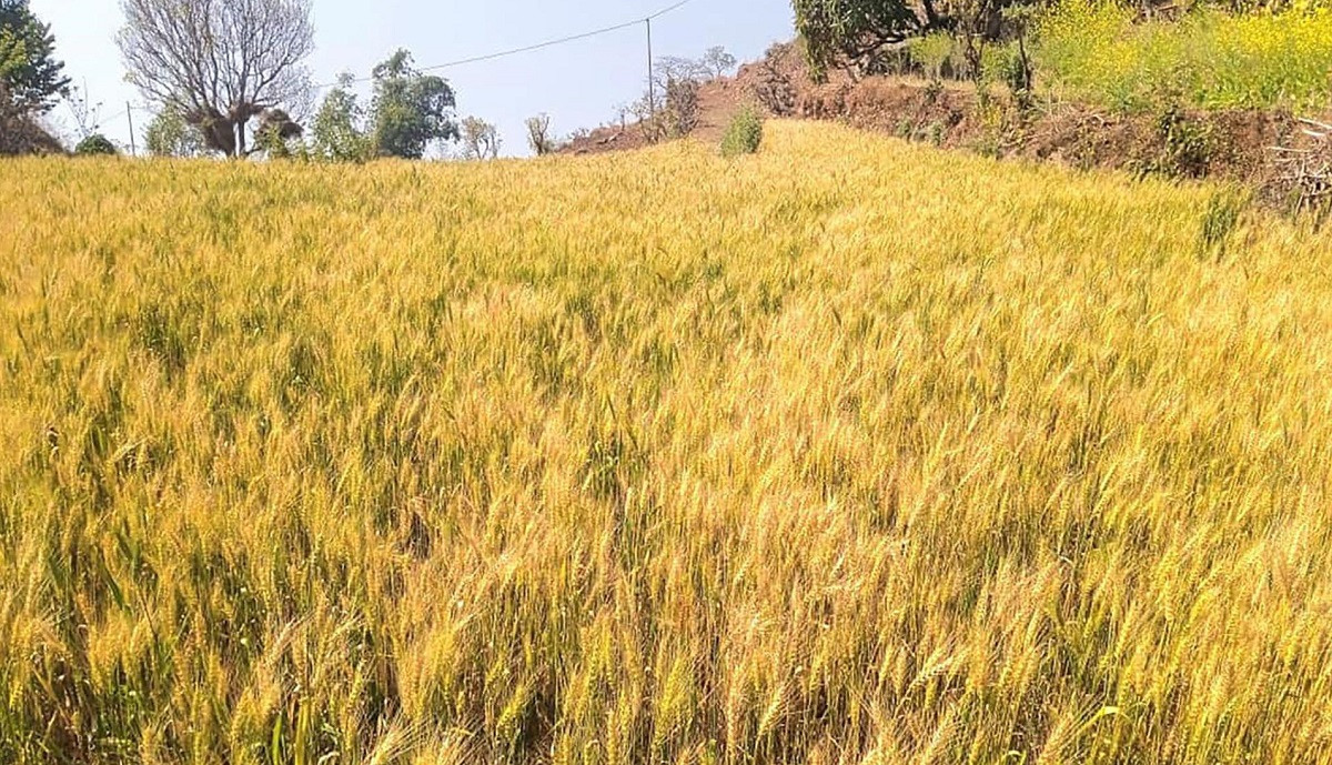 सामूहिक रूपमा गहुँखेती