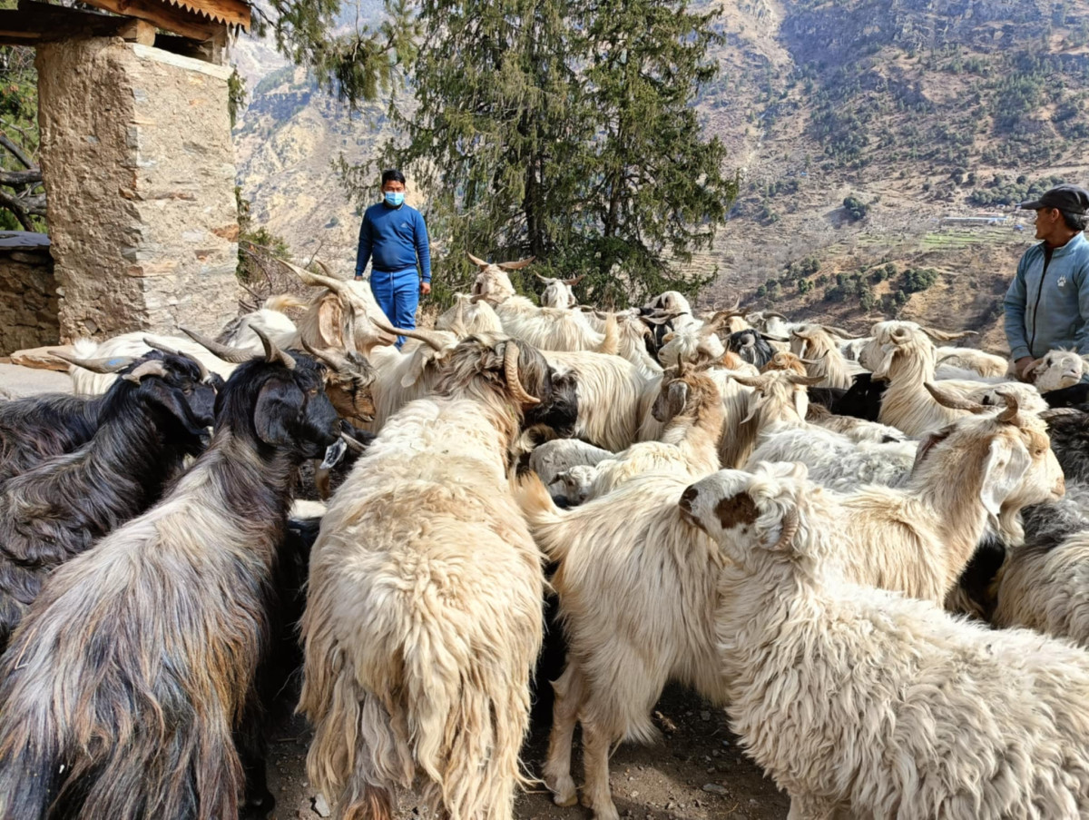 भेडा बाख्रा व्यवसायी गर्ने बढे