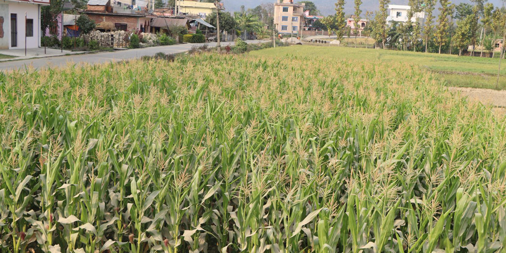 दाङमा मकै उत्पादन बढ्यो