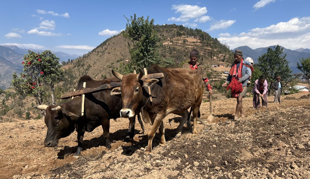 मध्यपहाडी क्षेत्रमा परम्परागत खेती