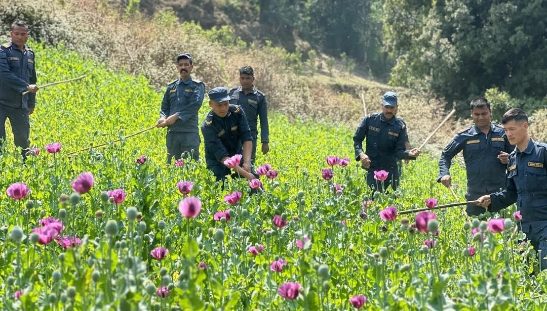 प्रहरीद्वारा अफिम खेती नष्ट