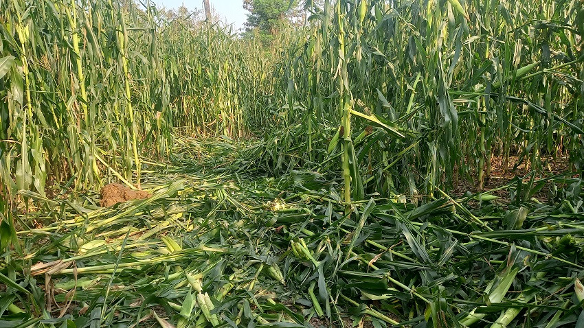 सर्लाहीको हरिपुरमा जङ्गली हात्तीले मकैबाली नष्ट गर्‍याे
