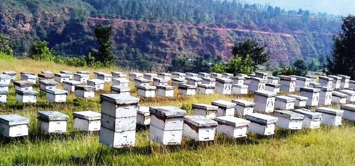 मौरीपालक किसानको सङ्ख्या बढ्यो, उत्पादन घट्यो
