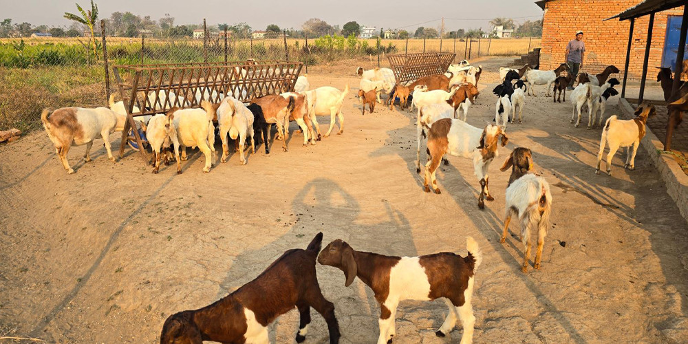 विदेशबाट फर्किएका युवा बाख्रापालन व्यवसायमा सम्लग्न