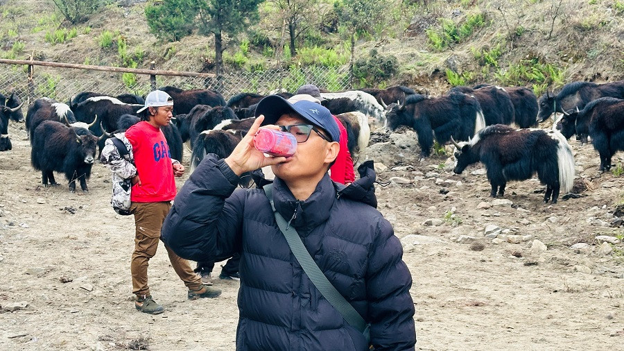 चौरीको रगत तताएर पिउन चिकित्सकको सुझाव
