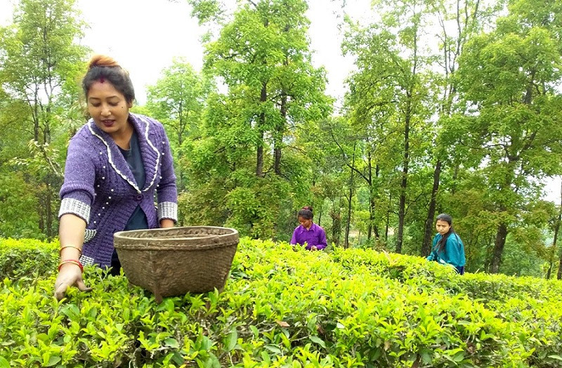 आज चिया दिवस : तीन अर्ब ५७ करोड रुपैयाँ बराबरको चिया निर्यात