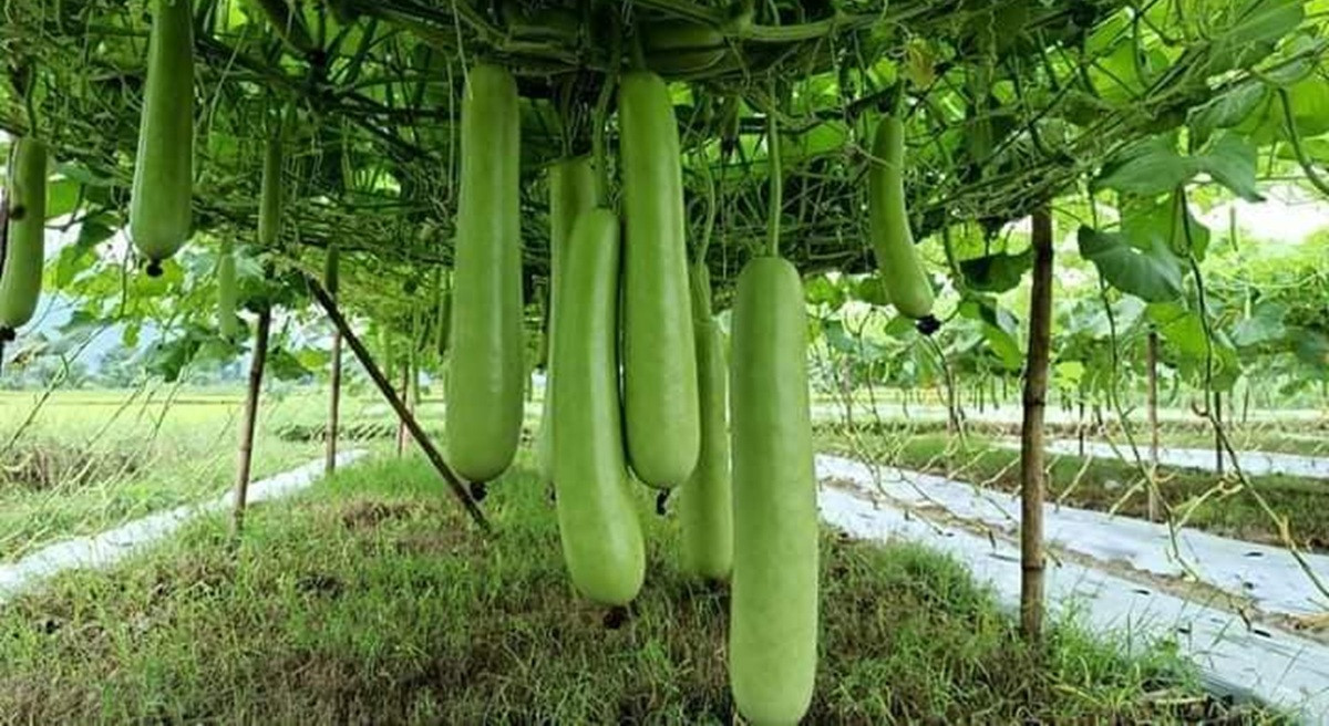 लौका खेतीबाट एक याममा चार लाख रुपैयाँ आम्दानी