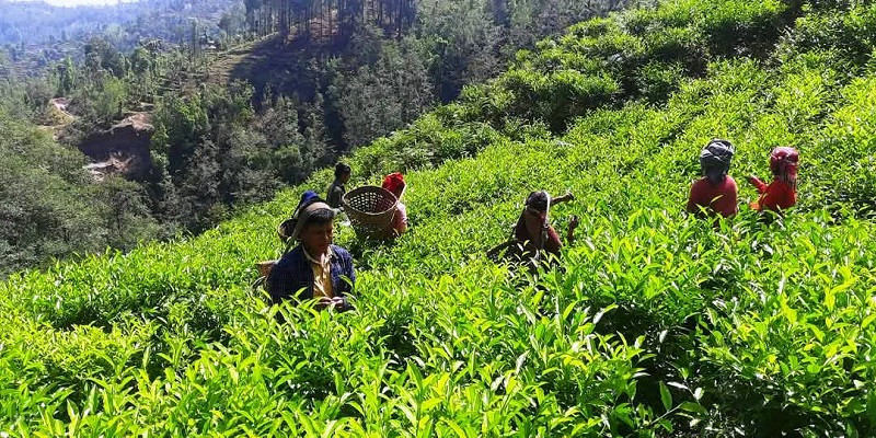 बाग्लुङको रेशमा चियाको व्यावसायिक उत्पादन शुरू, किसान उत्साहित