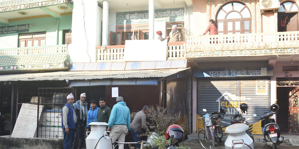 दूधको नियमित भुक्तानी नपाउँदा किसान र दुग्ध सहकारी समस्यामा