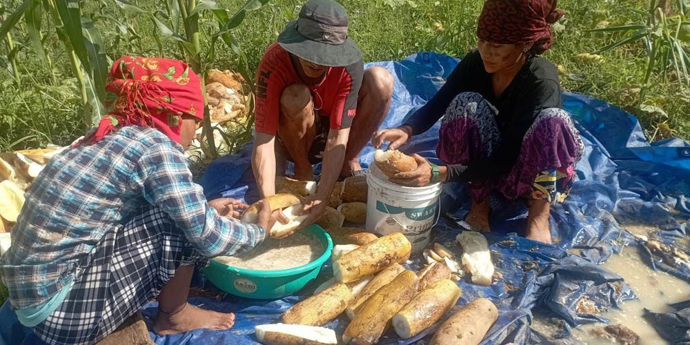 काँक्रोेको बीउबाट मनग्य आम्दानी
