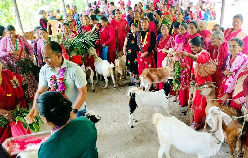 बाग्लुङको काठेखोलाका महिला बाख्रा उपहार पाएपछि खुशी