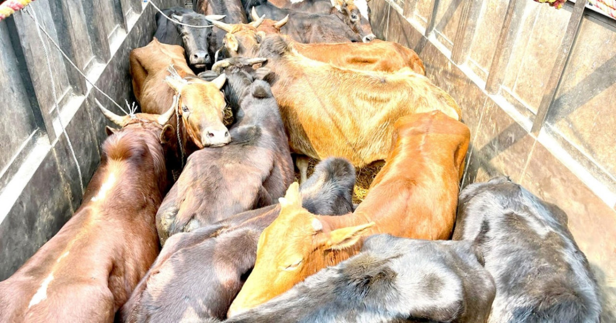 गाईगोरू तस्करी, नवलपरासीको दुम्किवासमा जम्मा