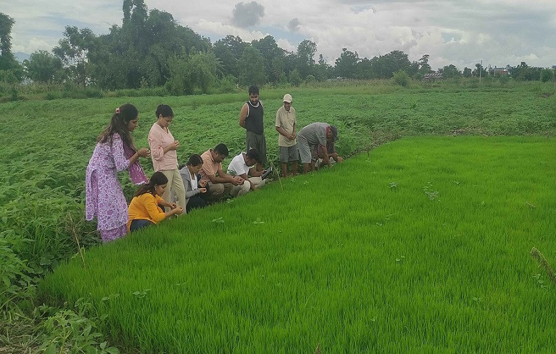 चितवनमा धानको ब्याडमा खैरो रोग र गवाराको समस्या