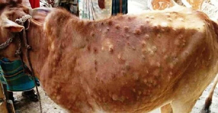 पश्चिम नवलपरासीमा लम्पीस्किन सङ्क्रमण फैलिँदै