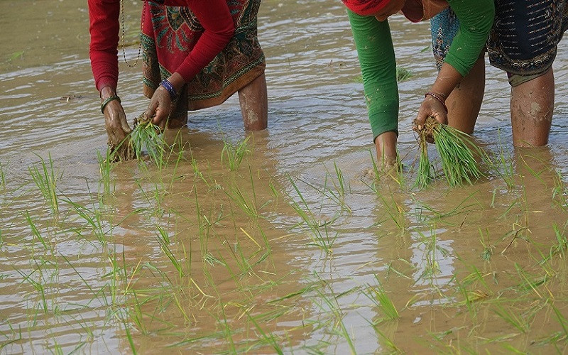 देशभर करिब ७२ प्रतिशत धान रोपाइँ सम्पन्न