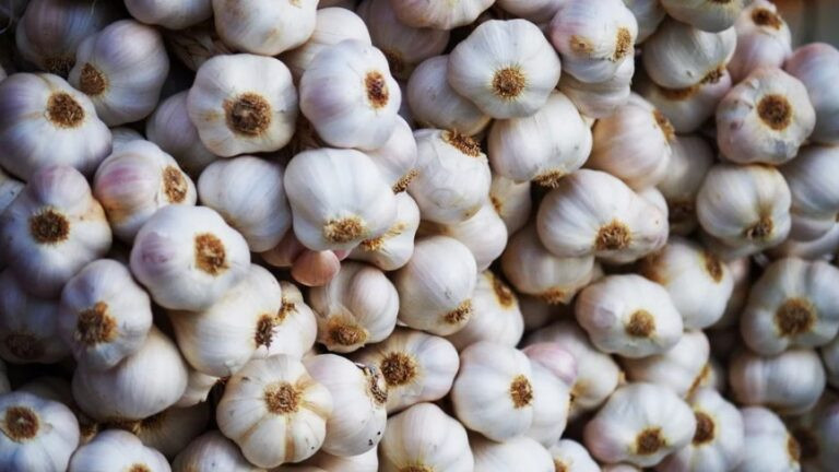 लसुन आयातमा २२५ दशमलव १ प्रतिशतले वृद्धि