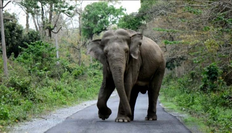 हात्ती प्रकोपको दुई दशक : कोशीमा ९७ जनाको मृत्यु