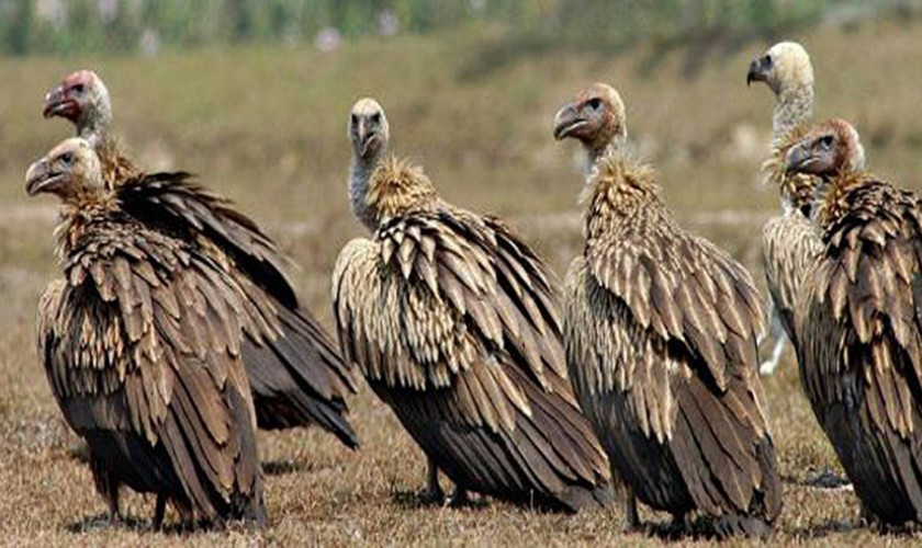 आज अन्तर्राष्ट्रिय गिद्ध सचेतना दिवस मनाइँदै