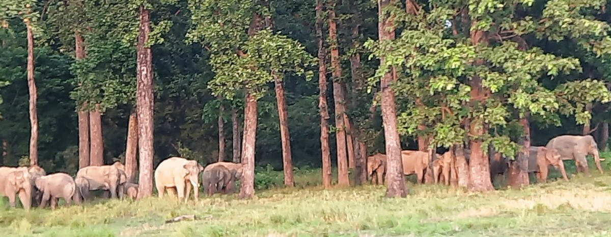 हात्ती भगाउने पुराना तरिका असफल, किसान चिन्तित