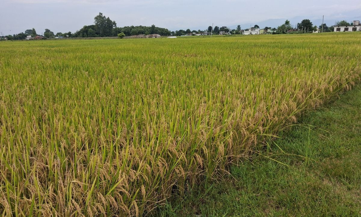 पाकेको धान भित्र्याउन नपाउँदा किसान चिन्तित