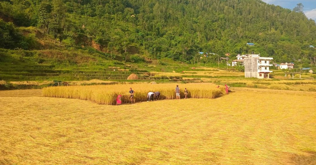 कृषकलाई धानबाली भित्र्याउने चटारो