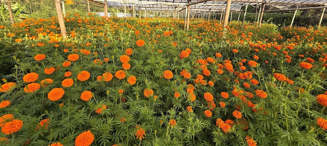 चितवनमा सयपत्री फूलको व्यवसायिक उत्पादन