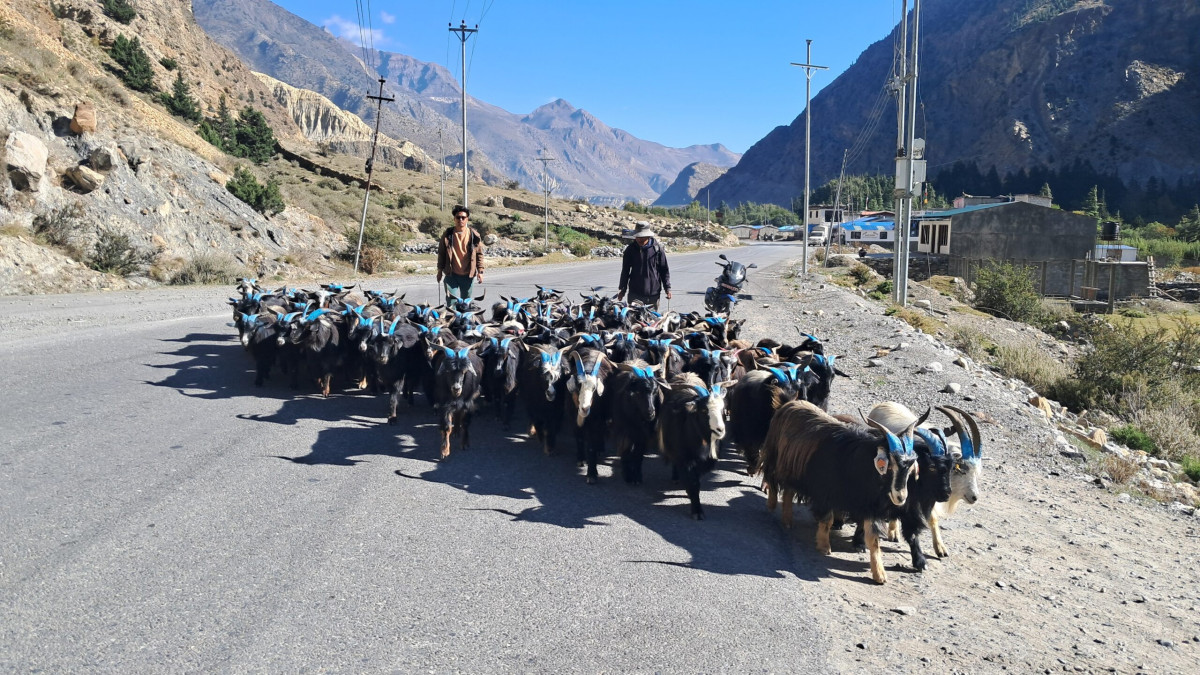 तिहारका लागि मुस्ताङमा भेडाच्याङ्ग्रा बिक्री