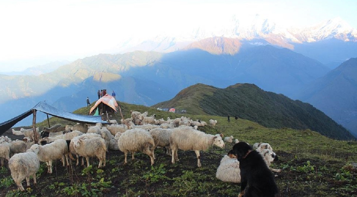 घुम्ती गोठको सुरक्षाका लागि कुकुर पाल्ने चलन