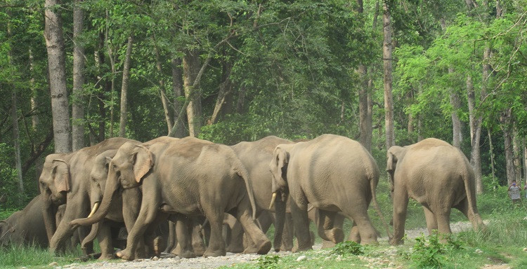 झापामा जङ्गली हात्तीको त्रास, बाली थन्क्याउन नपाएको गुनासो