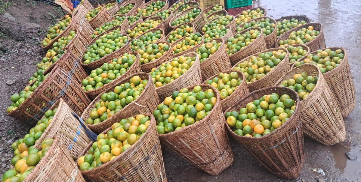 सुन्तला टिप्न किसानलाई भ्याइनभ्याई