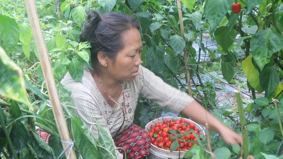 अकबरे खोर्सानीले मूल्य नपाउँदा किसान चिन्तित