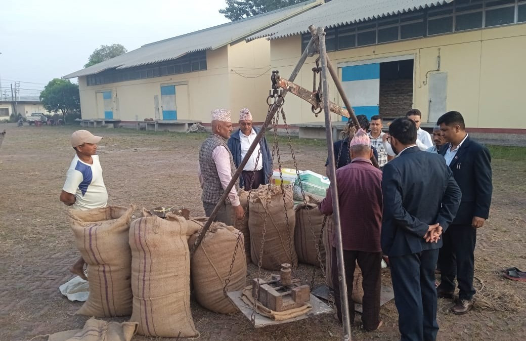 एक हप्तामा साढे चार हजार क्विन्टल धान खरिद