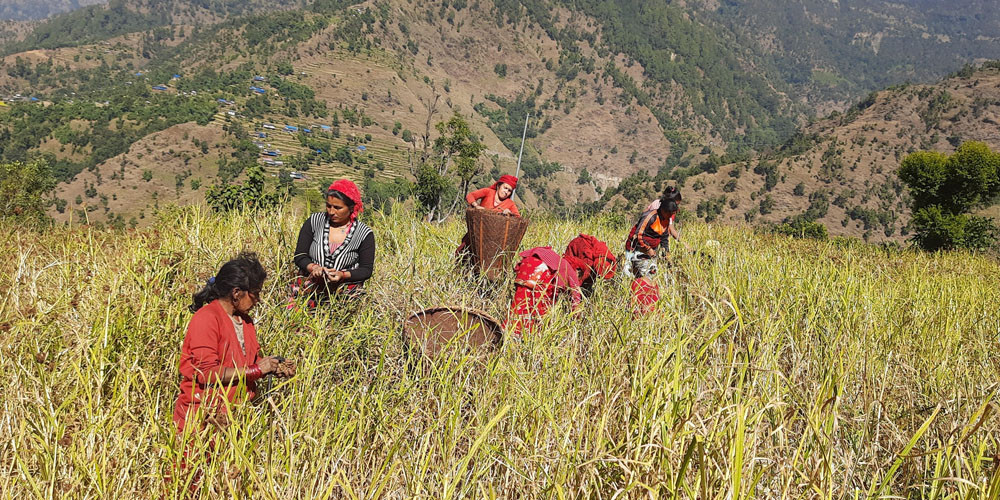 कोदो थन्क्याउन व्यस्त गुल्मीका किसान