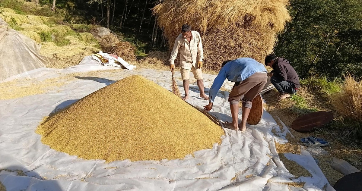 किसानको धान खरिदमा चुनौती