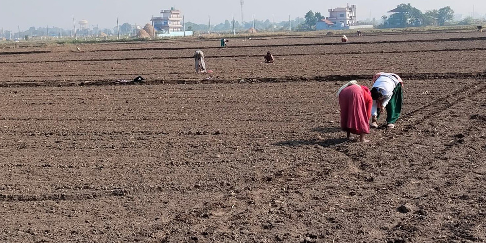 भरतपुरमा प्राङ्गारिक सूर्यमुखीखेती