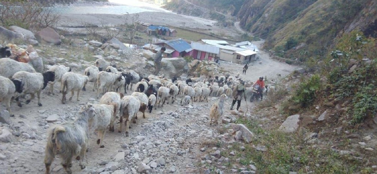 उँधौली लागेसँगै भेँडाबाख्रा लिएर उँधो झरे गोठाला