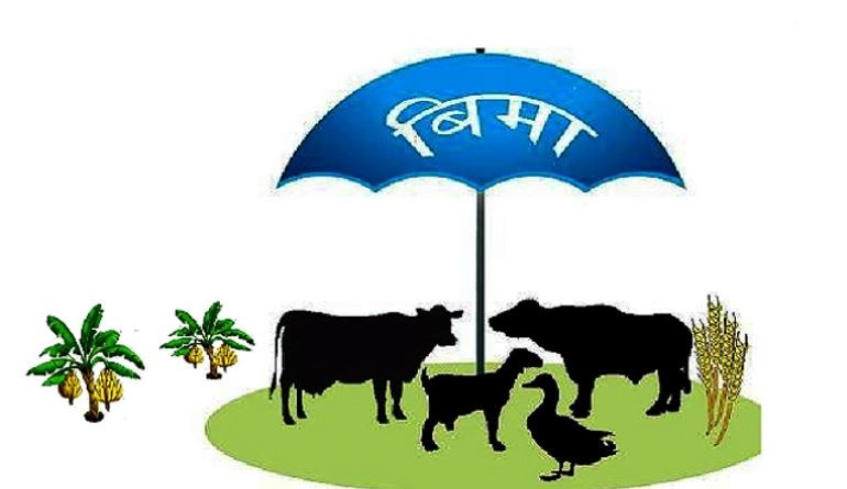 बीमाका लागि पशुको नामसारी अनिवार्य