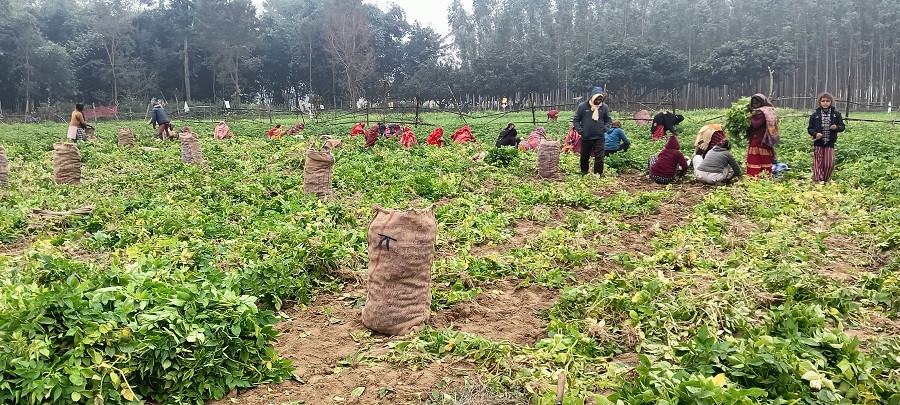 बारामा आलु खेती स्थिर, उत्पादनमा उतार–चढाव