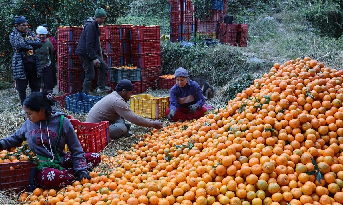 म्याग्दीमा यस वर्ष सुन्तला उत्पादन घट्यो