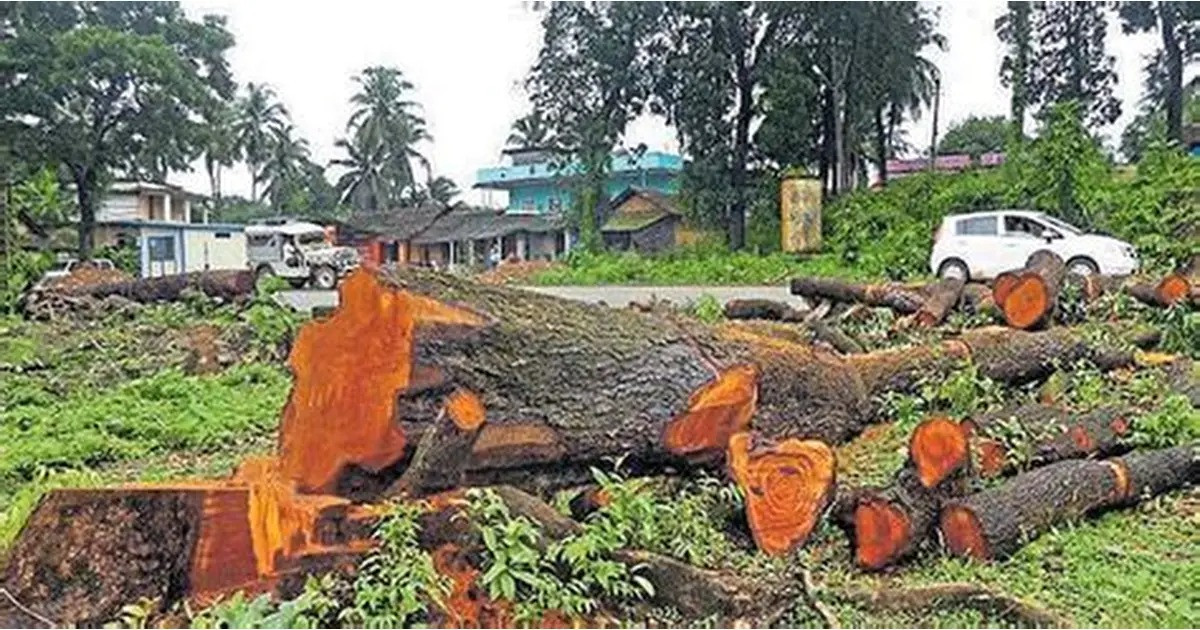 रौतहटको वनमा दिनदहाडै लुट— दाउराको आवरणमा काँचो काठको सामूहिक चोरी, प्रशासन मौन